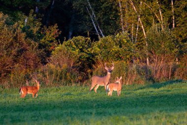 Beyaz kuyruklu geyik (odocoileus virginianus) eylül ayı başlarında bir Wisconsin saman tarlasında dikiliyordu.