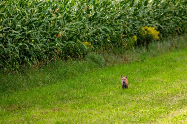 Eylül ayında Wisconsin 'de bir mısır tarlasının yanında, yatay olarak Red Fox (Vulpes vulpes)