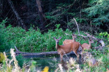 Beyaz kuyruklu geyik (odocoileus virginianus) Wisconsin deresinde yatay olarak beslenir.