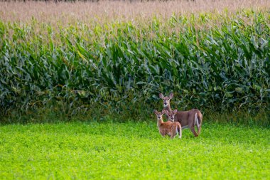 Eylül ayı başlarında Wisconsin 'de bir mısır tarlasının yanında duran beyaz kuyruklu geyik dişi geyik ve geyik yavrusu (odocoileus virginianus).