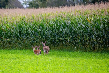 Eylül ayı başlarında Wisconsin 'de bir mısır tarlasının yanında duran beyaz kuyruklu geyik (odocoileus virginianus)