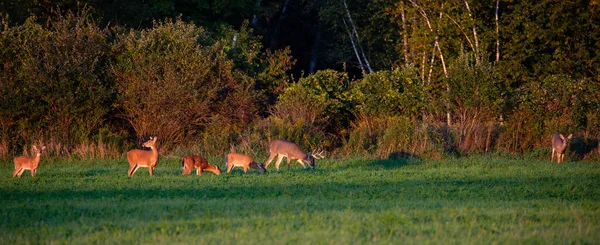 White Tailed Deer Odocoileus Virginianus Feeding Wisconsin Hay Field Early — Stock Photo, Image