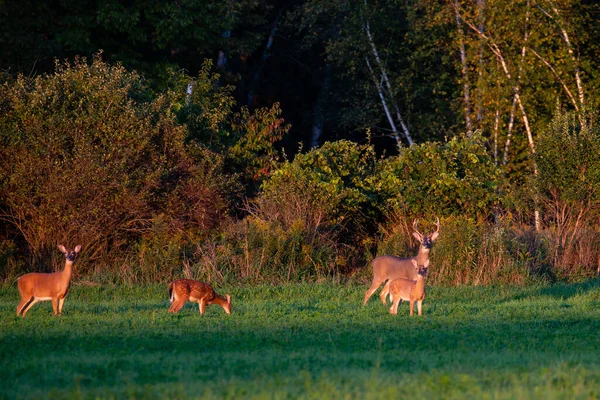 White Tailed Deer Odocoileus Virginianus Standing Wisconsin Hay Field Early — Stock Photo, Image