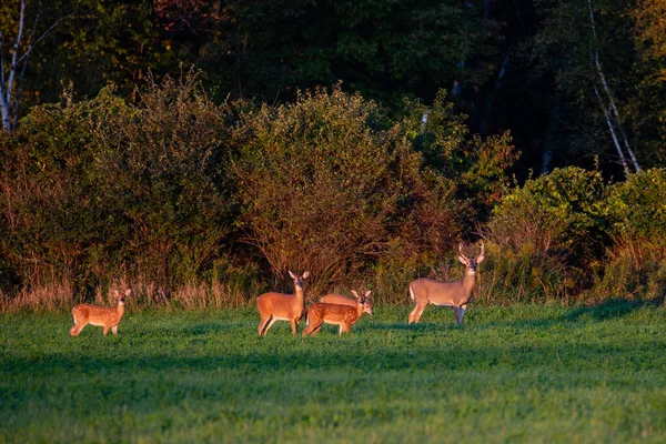 Cerf Virginie Odocoileus Virginianus Debout Dans Champ Foin Wisconsin Début — Photo