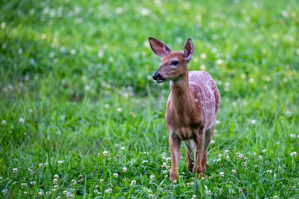 Белохвостый Олень Odocoileus Virginianus Стоящий Сеновале Висконсине Сентябре Горизонтально — стоковое фото