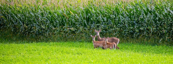 Witstaarthert Odocoileus Virginianus Die Begin September Naast Een Maïsveld Wisconsin — Stockfoto