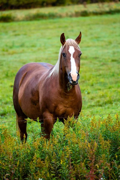 Lorbeerpferd Frisst Von Einer Weide Wisconsin Senkrecht — Stockfoto