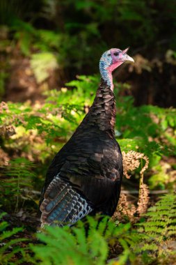 Yaban hindisi (Meleagris dörtnala) yaz sonu Wisconsin, dikey
