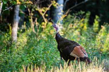 Yaban hindisi (Meleagris dörtnala) yaz sonu Wisconsin, yatay
