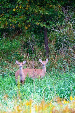 Beyaz kuyruklu geyik (odocoileus virginianus) çalılıklarda dikey ve tetikte durur.