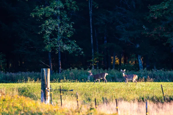 Witstaarthert Odocoileus Virginianus Buck Doe Een Veld Horizontaal — Stockfoto