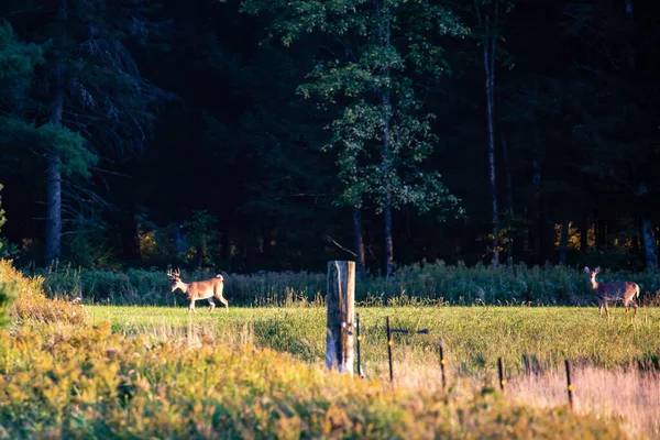 Jeleń Biały Odocoileus Virginianus Buck Doe Walking Field Horizontal — Zdjęcie stockowe