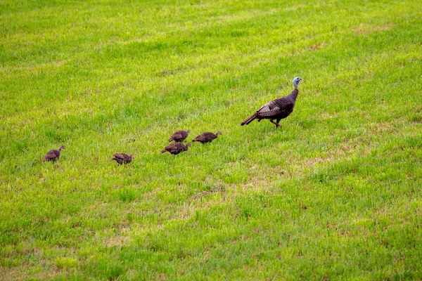 Familie Wilder Truthähne Aus Wisconsin Meleagris Gallopavo September Horizontal — Stockfoto