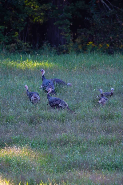 Schwarm Wilder Truthähne Aus Wisconsin Meleagris Gallopavo September Senkrecht — Stockfoto