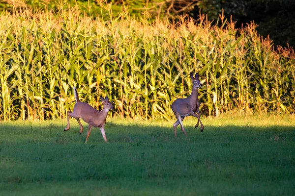 Ελάφι Λευκή Ουρά Odocoileus Virginianus Που Τρέχει Δίπλα Χωράφι Καλαμπόκι — Φωτογραφία Αρχείου