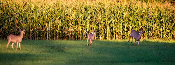 白尾鹿 Odocoileus Virginianus 在玉米地旁边奔跑 — 图库照片