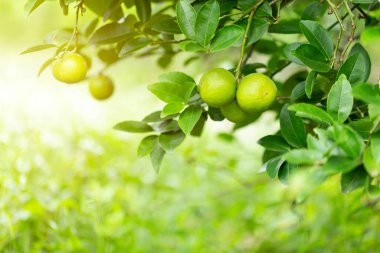 Bahçedeki limon ağaçları, ağaçta asılı duran yeşil yeşil organik limonlu narenciye vitamini kaynağıdır..
