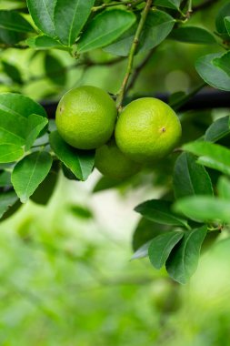 Bahçedeki limon ağaçları, ağaçta asılı duran yeşil yeşil organik limonlu narenciye vitamini kaynağıdır..