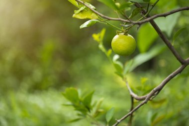 Bahçedeki limon ağaçları, ağaçta asılı duran yeşil yeşil organik limonlu narenciye vitamini kaynağıdır..