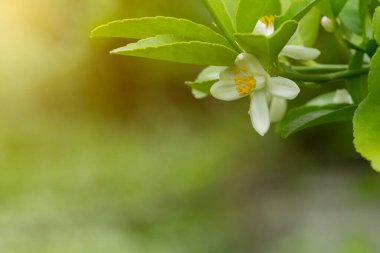 Bahçede yeşil yapraklı beyaz kireç çiçeği