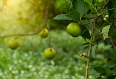 Bahçedeki limon ağaçları, ağaçta asılı duran yeşil yeşil organik limonlu narenciye vitamini kaynağıdır..