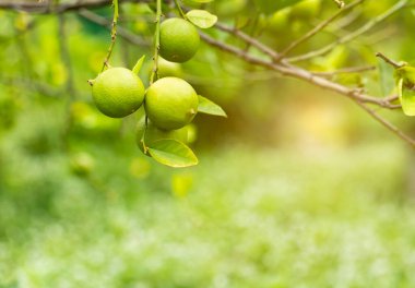 Bahçedeki limon ağaçları, ağaçta asılı duran yeşil yeşil organik limonlu narenciye vitamini kaynağıdır..
