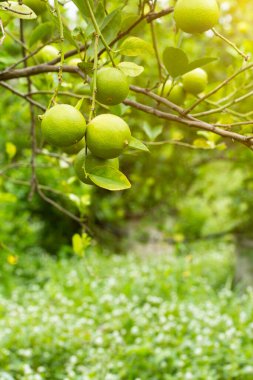 Bahçedeki limon ağaçları, ağaçta asılı duran yeşil yeşil organik limonlu narenciye vitamini kaynağıdır..