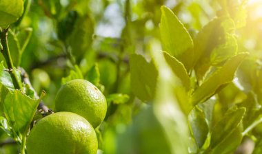 Bahçedeki limon ağaçları, ağaçta asılı duran yeşil yeşil organik limonlu narenciye vitamini kaynağıdır..