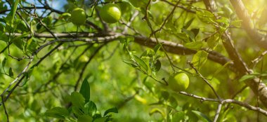 Bahçedeki limon ağaçları, ağaçta asılı duran yeşil yeşil organik limonlu narenciye vitamini kaynağıdır..