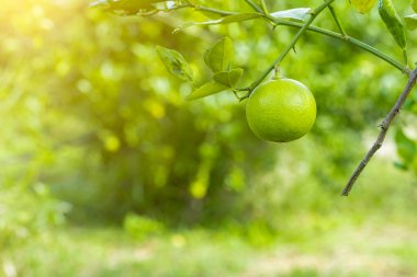 Bahçedeki limon ağaçları, ağaçta asılı duran yeşil yeşil organik limonlu narenciye vitamini kaynağıdır..