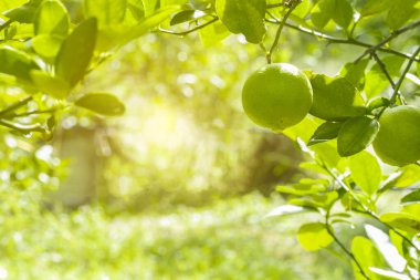 Bahçedeki limon ağaçları, ağaçta asılı duran yeşil yeşil organik limonlu narenciye vitamini kaynağıdır..