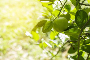 Bahçedeki limon ağaçları, ağaçta asılı duran yeşil yeşil organik limonlu narenciye vitamini kaynağıdır..