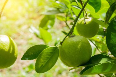 Bahçedeki limon ağaçları, ağaçta asılı duran yeşil yeşil organik limonlu narenciye vitamini kaynağıdır..