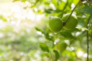 Bahçedeki limon ağaçları, ağaçta asılı duran yeşil yeşil organik limonlu narenciye vitamini kaynağıdır..
