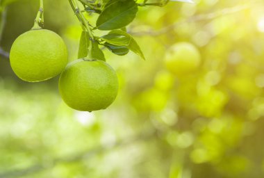 Bahçedeki limon ağaçları, ağaçta asılı duran yeşil yeşil organik limonlu narenciye vitamini kaynağıdır..
