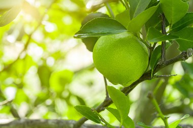 Bahçedeki limon ağaçları, ağaçta asılı duran yeşil yeşil organik limonlu narenciye vitamini kaynağıdır..