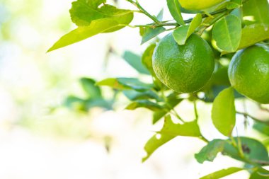 Bahçedeki limon ağaçları, ağaçta asılı duran yeşil yeşil organik limonlu narenciye vitamini kaynağıdır..