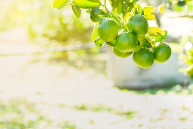 Bahçedeki limon ağaçları, ağaçta asılı duran yeşil yeşil organik limonlu narenciye vitamini kaynağıdır..