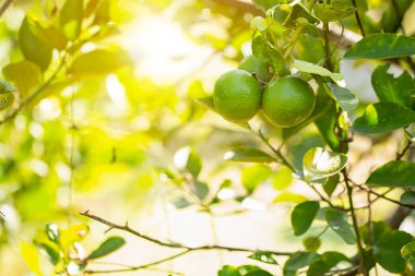 Bahçedeki limon ağaçları, ağaçta asılı duran yeşil yeşil organik limonlu narenciye vitamini kaynağıdır..