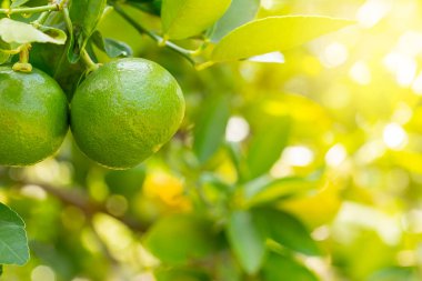 Bahçedeki limon ağaçları, ağaçta asılı duran yeşil yeşil organik limonlu narenciye vitamini kaynağıdır..
