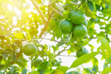 Bahçedeki limon ağaçları, ağaçta asılı duran yeşil yeşil organik limonlu narenciye vitamini kaynağıdır..