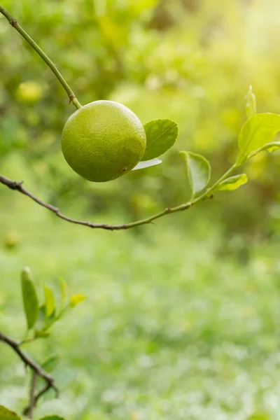 limes tree in the garden are excellent source of vitamin C.Green organic lime citrus fruit hanging on tree.