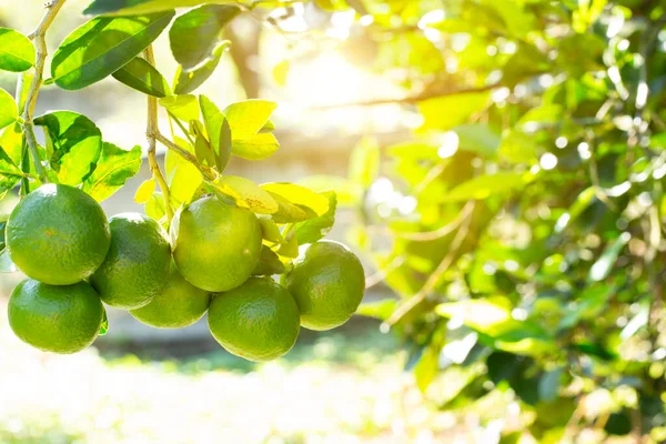 limes tree in the garden are excellent source of vitamin C.Green organic lime citrus fruit hanging on tree.