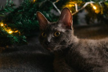 Noel Baba şapkası ve köknar dallarının yanında yatan gri kedi. Işıklar çelengi. Noel için rahat bir ev kavramı..