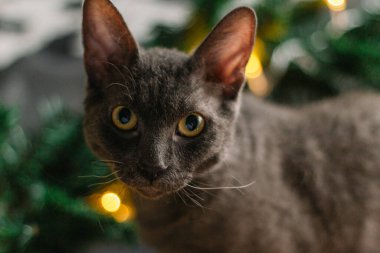 Noel Baba şapkası ve köknar dallarının yanında yatan gri kedi. Işıklar çelengi. Noel için rahat bir ev kavramı..