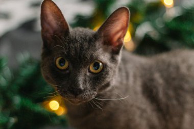 Noel Baba şapkası ve köknar dallarının yanında yatan gri kedi. Işıklar çelengi. Noel için rahat bir ev kavramı..