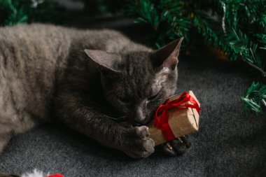Noel Baba şapkası ve köknar dallarının yanında yatan gri kedi. Işıklar çelengi. Noel için rahat bir ev kavramı..