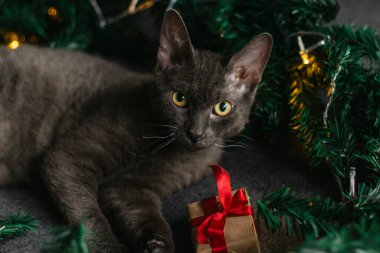 Noel Baba şapkası ve köknar dallarının yanında yatan gri kedi. Işıklar çelengi. Noel için rahat bir ev kavramı..