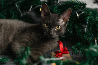 Noel Baba şapkası ve köknar dallarının yanında yatan gri kedi. Işıklar çelengi. Noel için rahat bir ev kavramı..