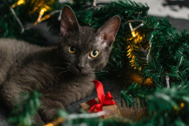 Noel Baba şapkası ve köknar dallarının yanında yatan gri kedi. Işıklar çelengi. Noel için rahat bir ev kavramı..